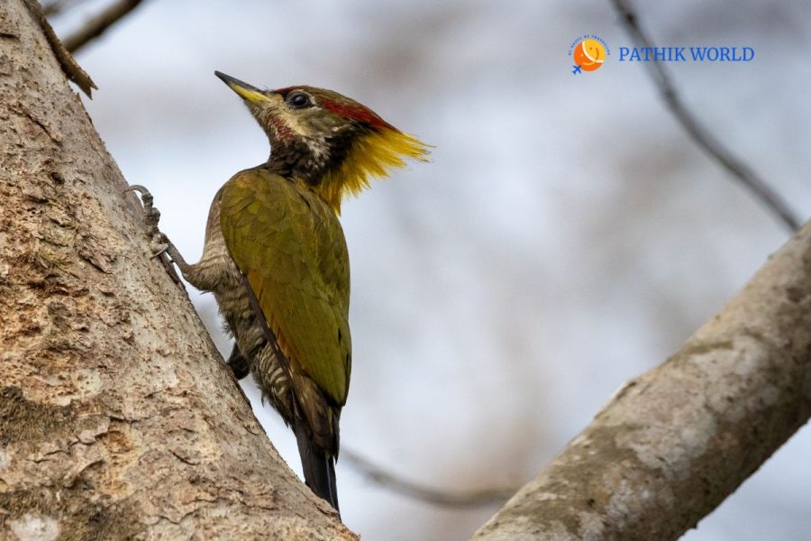 Full Day Bird Watching Rishikesh