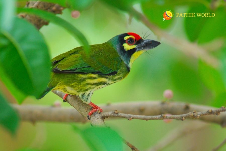 Half Day Bird Watching Rishikesh
