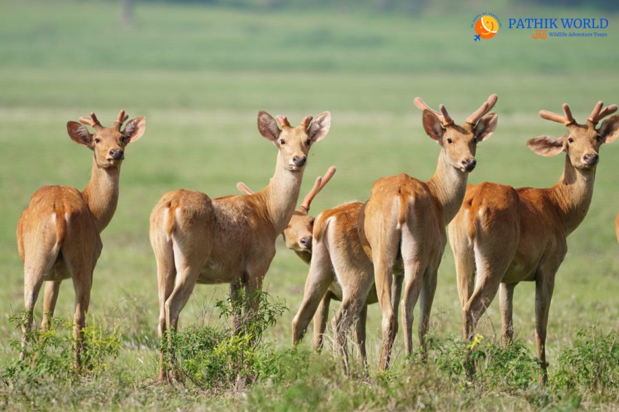 Swamp Deer at Jhilmil Jheel