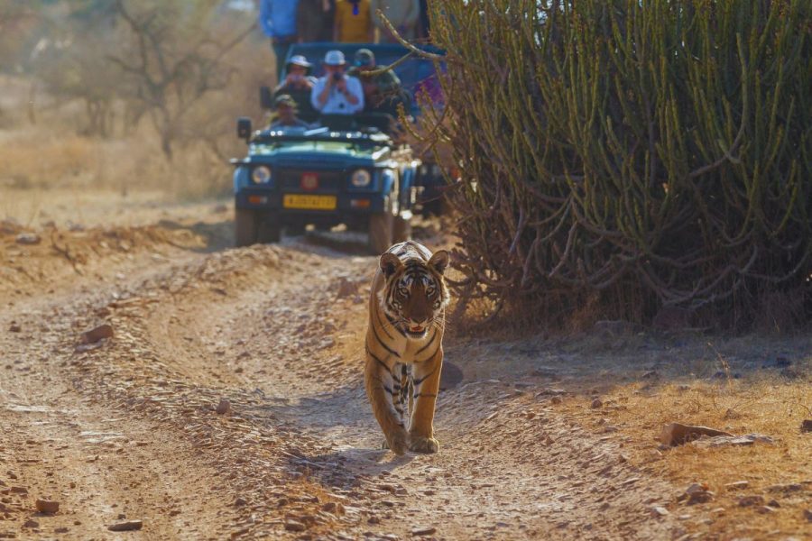 Kalagarh Tiger Reserve Safari