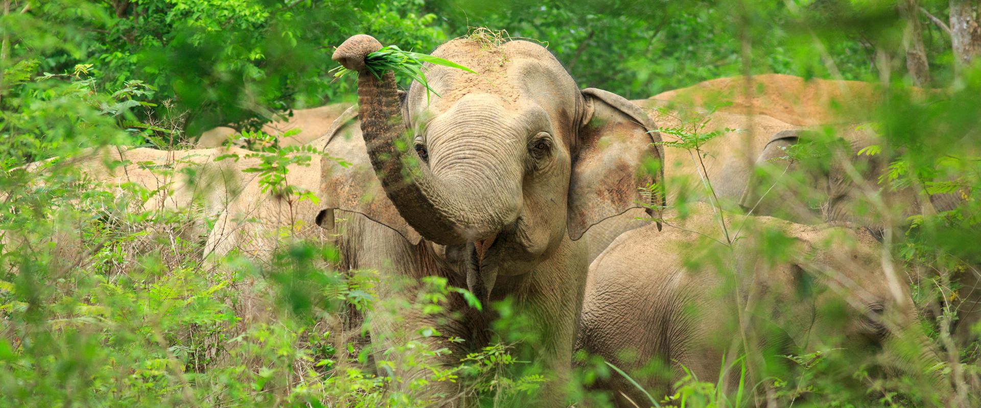 Rajaji National Park